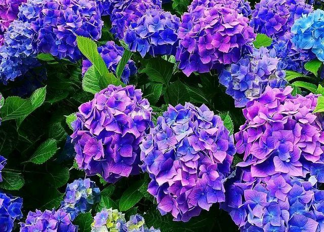 绣球花浇灌硫酸亚铁还黄叶？2个原因根不旺，绣球花黄叶用螯合铁