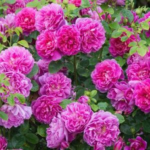 庭院爱养花卉，3种花卉不能少，养护花开满园，花园成花海，美丽