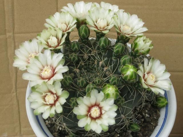 绯花玉开花娇艳不输其他花卉，一年赏花好几次，养对了就可以
