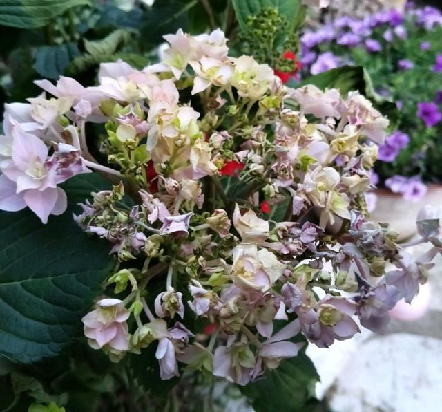 绣球花怎么晒太阳，温度稍高就晒脱水下垂，养绣球花真不容易