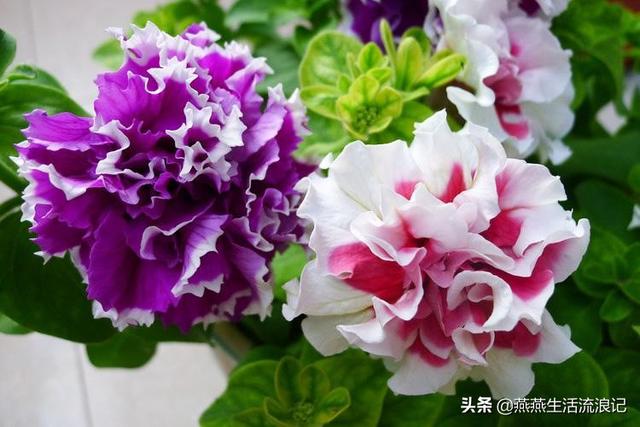 重瓣矮牵牛花花苞变黄花苞萎蔫一碰就掉怎么办？