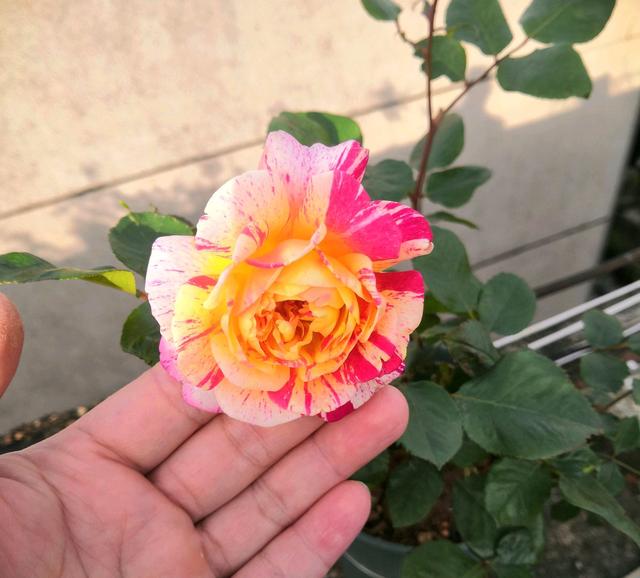 月季花长出来的新芽全部是盲芽？怕是对盲芽有些误解，大水肥伺候
