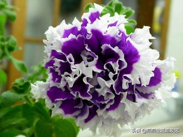 重瓣矮牵牛花花苞变黄花苞萎蔫一碰就掉怎么办？