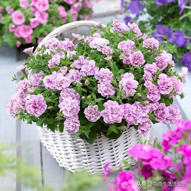 重瓣矮牵牛花花苞变黄花苞萎蔫一碰就掉怎么办？