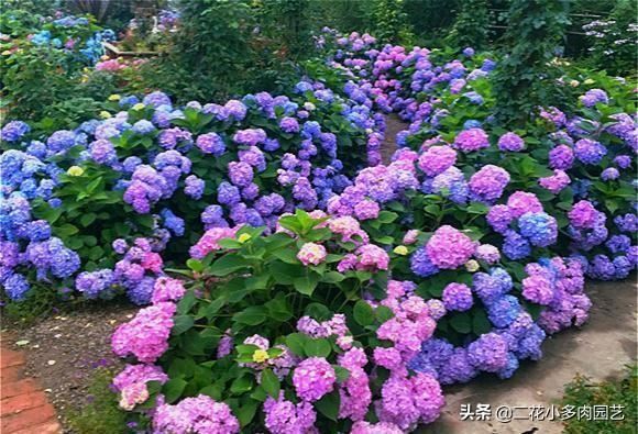 这几种半阴花卉养起来，光照不太好的地方依然也能美得像花海！