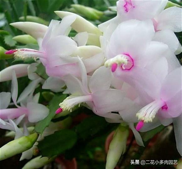 这几种半阴花卉养起来，光照不太好的地方依然也能美得像花海！