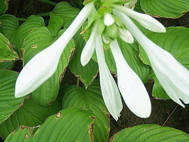 养宿根花最省心，种一年，以后年年看花不断