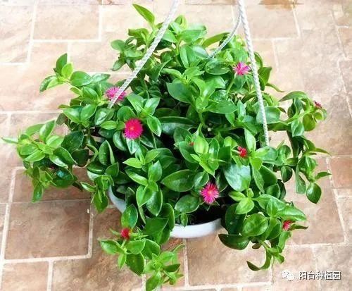 红火簇拥的幸福之花—牡丹吊兰，这么养，花朵如瀑布一般开放
