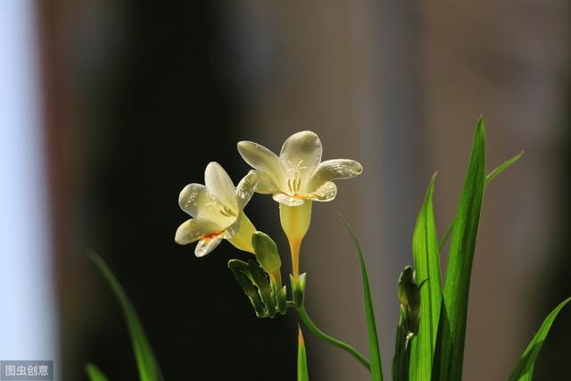 养香雪兰，只需做好“这3点”，来年花香四溢，花色更撩人！