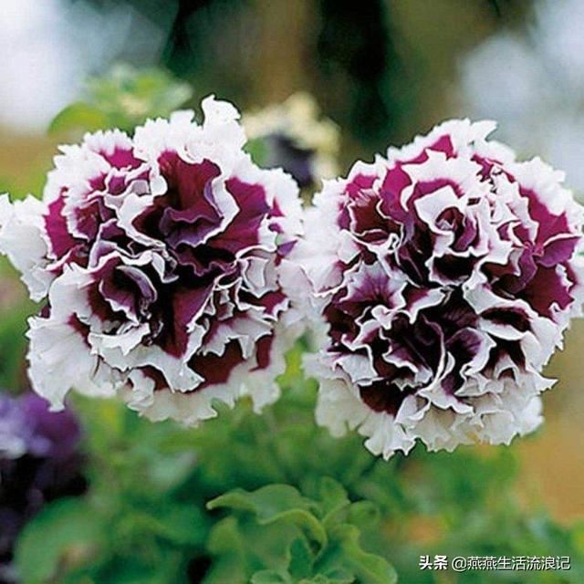 重瓣矮牵牛花花苞变黄花苞萎蔫一碰就掉怎么办？