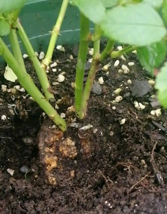 月季难伺候，根部得了癌症还有救吗？无解，不过可以另一种操作