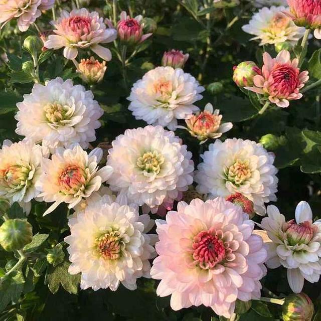 养宿根花最省心，种一年，以后年年看花不断
