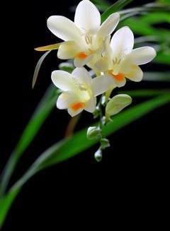 养香雪兰，只需做好“这3点”，来年花香四溢，花色更撩人！
