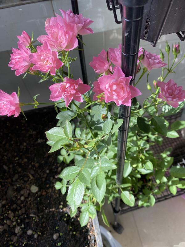 一款很“仙”的盆栽花卉，花色清新秀美，四季都开花，好看又好养