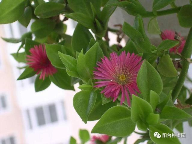 红火簇拥的幸福之花—牡丹吊兰，这么养，花朵如瀑布一般开放