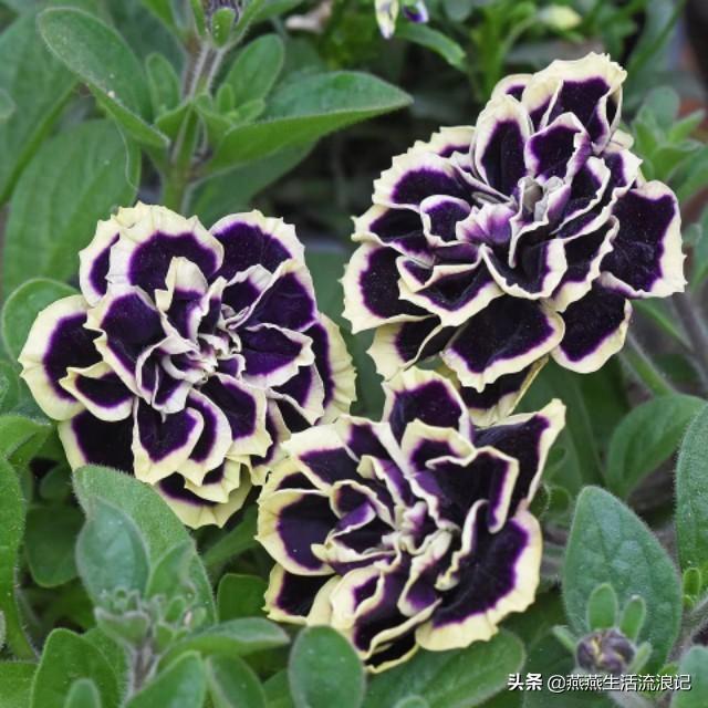 重瓣矮牵牛花花苞变黄花苞萎蔫一碰就掉怎么办？