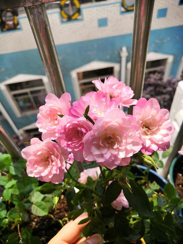 一款很“仙”的盆栽花卉，花色清新秀美，四季都开花，好看又好养