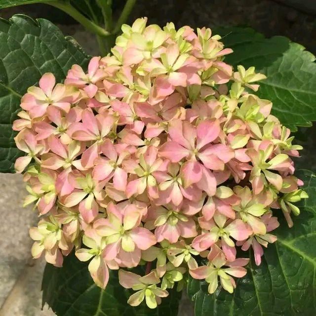 绣球花浇灌硫酸亚铁还黄叶？2个原因根不旺，绣球花黄叶用螯合铁