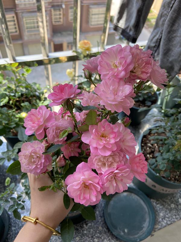 一款很“仙”的盆栽花卉，花色清新秀美，四季都开花，好看又好养