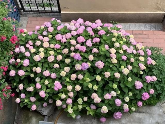 6月绣球花提早枯萎了？注意遮阴、浇水，花期长达一个月之久