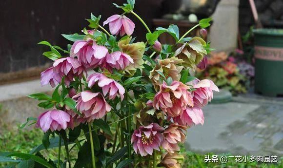这几种半阴花卉养起来，光照不太好的地方依然也能美得像花海！
