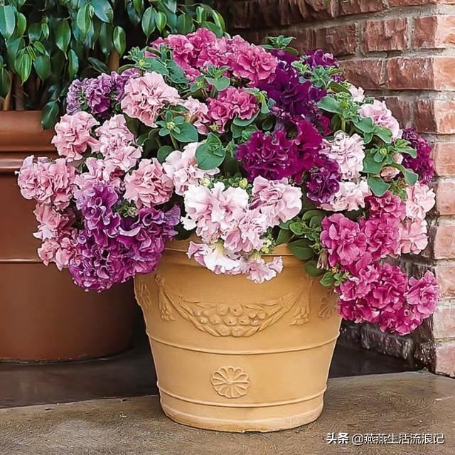 重瓣矮牵牛花花苞变黄花苞萎蔫一碰就掉怎么办？
