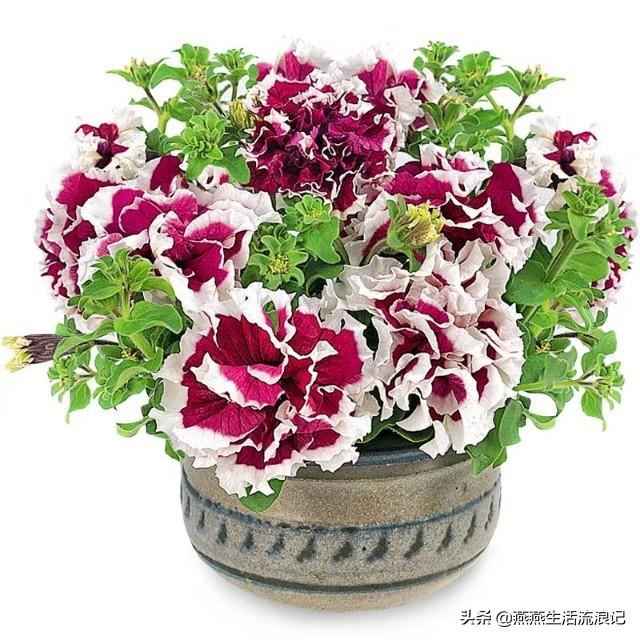 重瓣矮牵牛花花苞变黄花苞萎蔫一碰就掉怎么办？