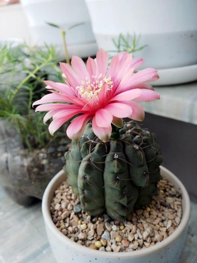 绯花玉开花娇艳不输其他花卉，一年赏花好几次，养对了就可以