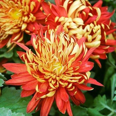 养护花卉，就养花量繁多，开花硕大，妖娆优美，观赏价值高，漂亮