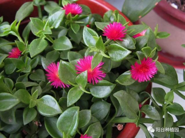 红火簇拥的幸福之花—牡丹吊兰，这么养，花朵如瀑布一般开放