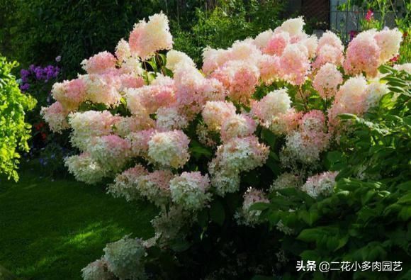 这几种半阴花卉养起来，光照不太好的地方依然也能美得像花海！