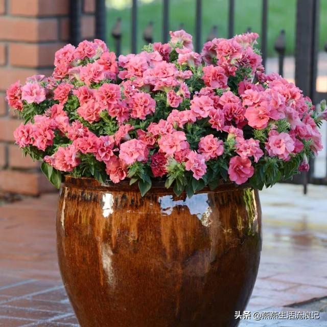重瓣矮牵牛花花苞变黄花苞萎蔫一碰就掉怎么办？