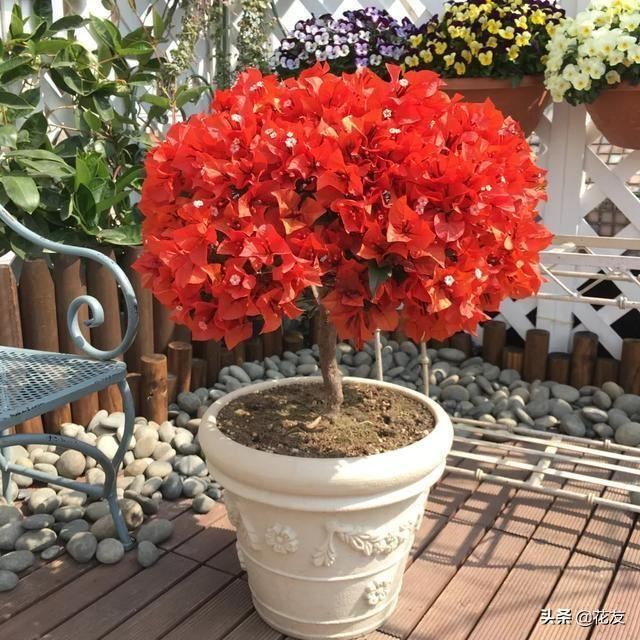 三角梅花球，修剪+施肥+光照