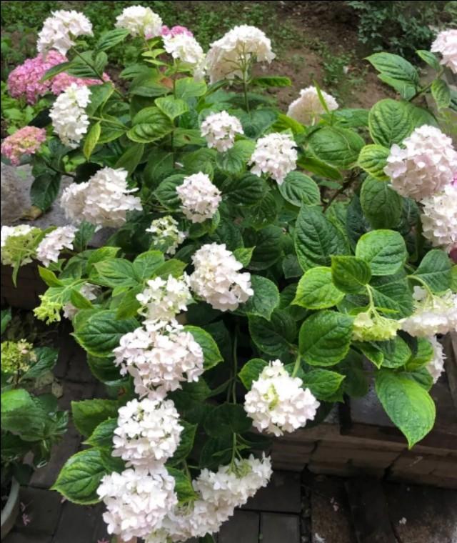 6月绣球花提早枯萎了？注意遮阴、浇水，花期长达一个月之久