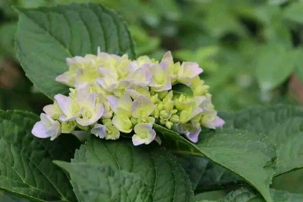 绣球花浇灌硫酸亚铁还黄叶？2个原因根不旺，绣球花黄叶用螯合铁