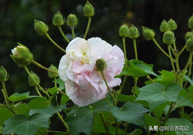 你家的花卉作息正常吗？这“5种”花专挑晚上开，别错过赏花时间