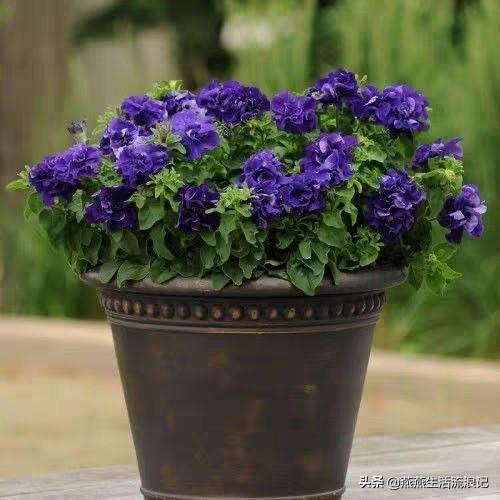 重瓣矮牵牛花花苞变黄花苞萎蔫一碰就掉怎么办？