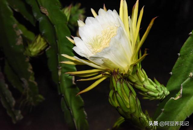 你家的花卉作息正常吗？这“5种”花专挑晚上开，别错过赏花时间