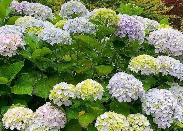 绣球花浇灌硫酸亚铁还黄叶？2个原因根不旺，绣球花黄叶用螯合铁