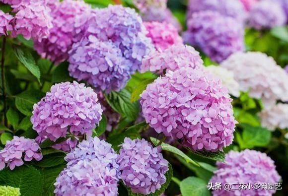 这几种半阴花卉养起来，光照不太好的地方依然也能美得像花海！