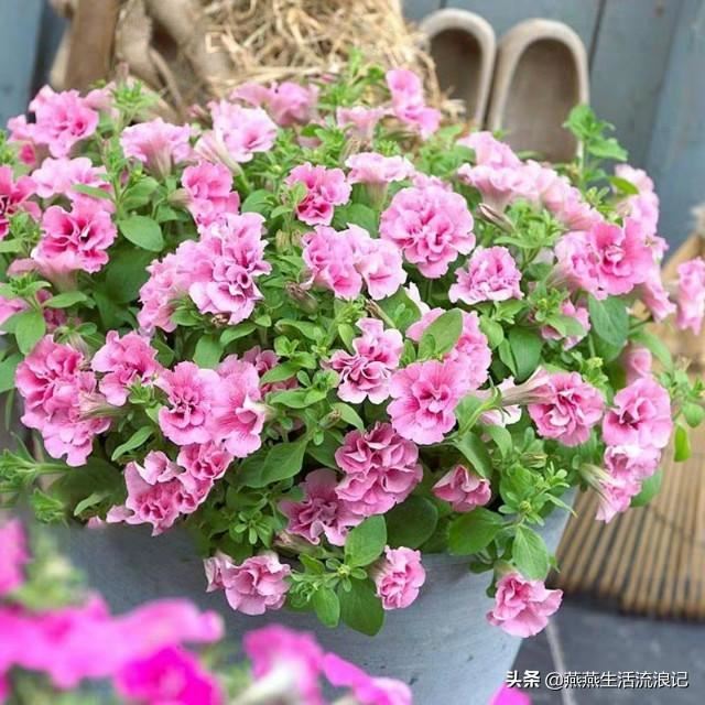 重瓣矮牵牛花花苞变黄花苞萎蔫一碰就掉怎么办？