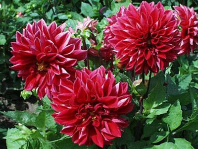 庭院爱养花卉，3种花卉不能少，养护花开满园，花园成花海，美丽