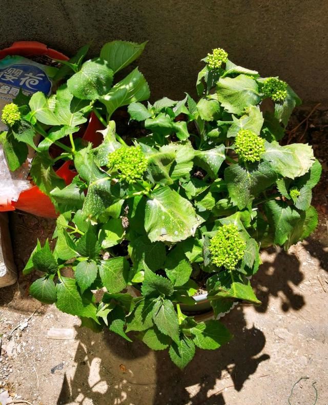 绣球花怎么晒太阳，温度稍高就晒脱水下垂，养绣球花真不容易