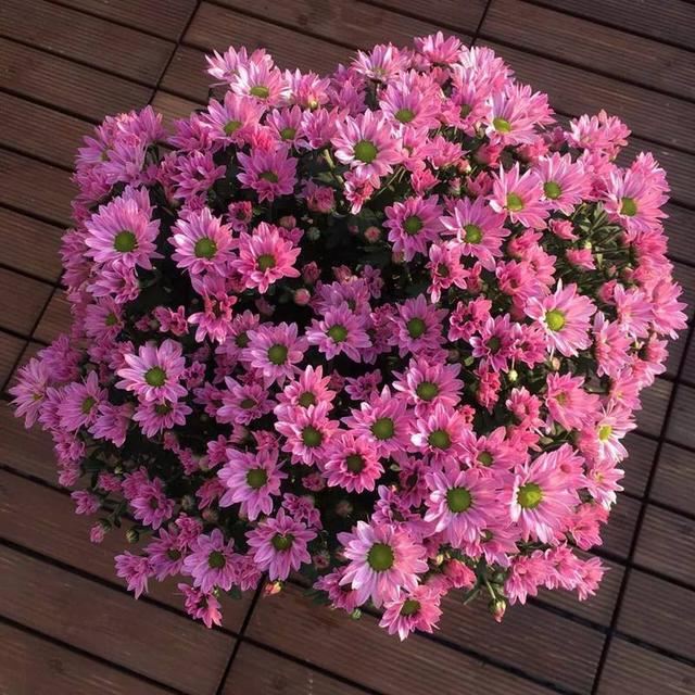 养宿根花最省心，种一年，以后年年看花不断