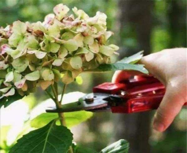 6月绣球花提早枯萎了？注意遮阴、浇水，花期长达一个月之久