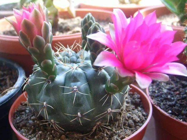 绯花玉开花娇艳不输其他花卉，一年赏花好几次，养对了就可以