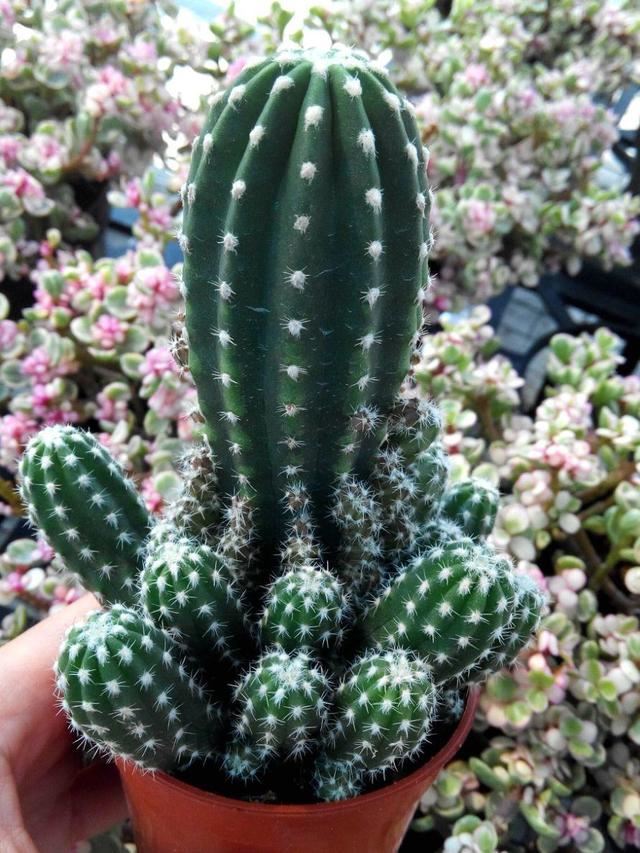 绯花玉开花娇艳不输其他花卉，一年赏花好几次，养对了就可以