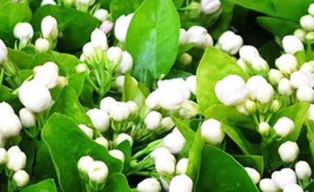 这样养茉莉，一年能开花五次！