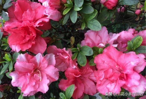这几种半阴花卉养起来，光照不太好的地方依然也能美得像花海！