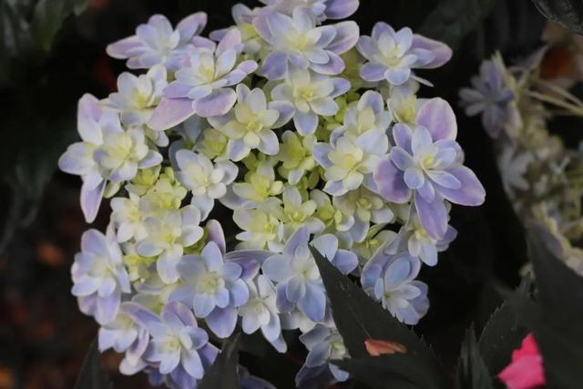 绣球花怎么晒太阳，温度稍高就晒脱水下垂，养绣球花真不容易
